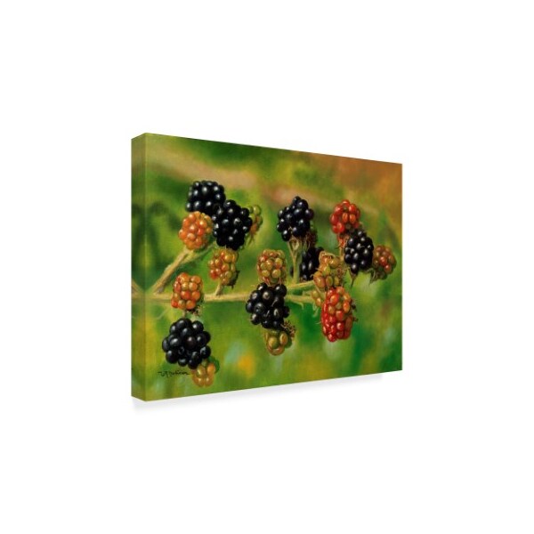 Bill Makinson 'Blackberries' Canvas Art,35x47